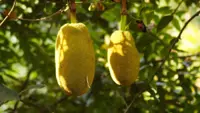 Championing local jackfruit