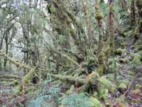 Louisiana researchers ID 14 new shrew species on Indonesia's Sulawesi