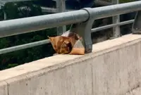 Litterbugs leave their mark on country's tallest elevated road