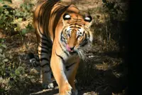 QuickCheck: Is it true that no two tigers have the same stripes?