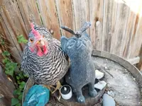 My Pet Story: The unexpected chicken tender