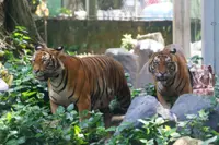 T'ganu's Air Menduru Forest Eco Park closed due to tiger threat