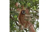 Study reveals Malaysia may house two distinct subspecies of white-handed gibbon