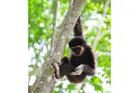 A new branch of little apes