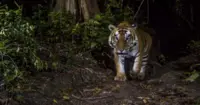 Year of the Tiger highlights urgent need to rewild tiger populations in Laos, says World Wide Fund for Nature (WWF)