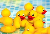 The rubber ducks that changed our understanding of the world's oceans