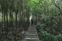 Insight - Re-carbonising South-East Asia’s blue carbon ecosystems