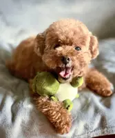 Dog Talk: Joy and heartbreak of an elderly dog