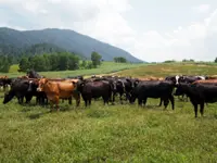 Nearly 290ha of grazing land still available for lease in N.Sembilan, says says Agri Exco chairman