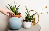 What’s next, Alexa? Smart speakers hit their limits