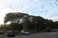 Anxious over crow invasion