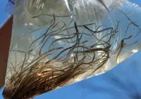 Three M'sians fail to slip through Dutch Customs with smuggled eels