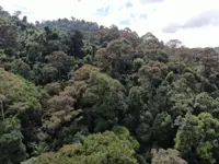 Negri recorded RM9.3mil in revenue from forest licensing from 2019 to 2021, says MB