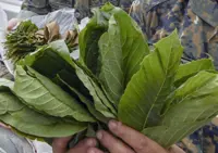 Legalising ketum, cannabis cultivation may lead to drug abuse among youths, says MCA