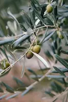 Killer bacterium attacks Italy's prized olive trees, threatening tourism