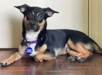 Woman regrets giving pet away, falls into deep depression