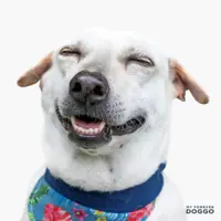 Dog Talk: Great profile photos – the key to better adoption rates