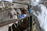 Indonesia to buy 29 million foot and mouth disease vaccine doses as outbreak worsens