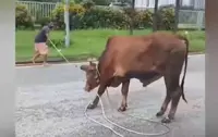 QuickCheck: Was an elderly man gored by a runaway bull in KL?