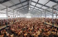 Malaysian businesses support cageless method of egg farming
