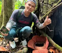 Rare Rafflesia species found in Sabah east coast forest reserve