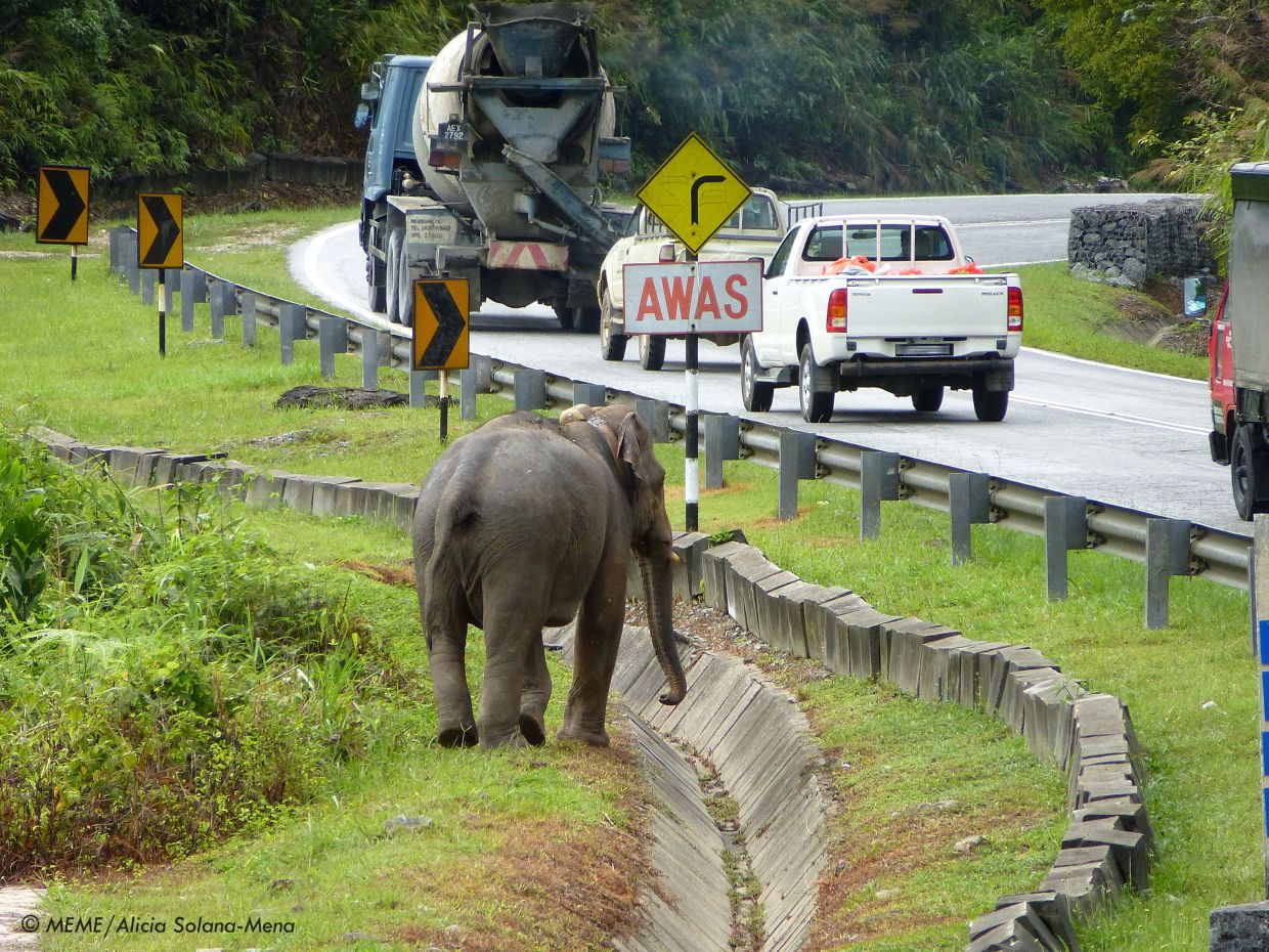 Plantations and conservationists come together for elephants - Vimarsana News