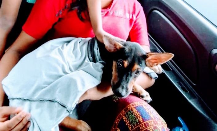 My Pet Story: Our very own paw patrol gang