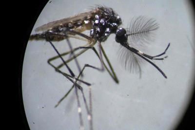 Dengue cases in Laos surpass 10,000 - Vimarsana News