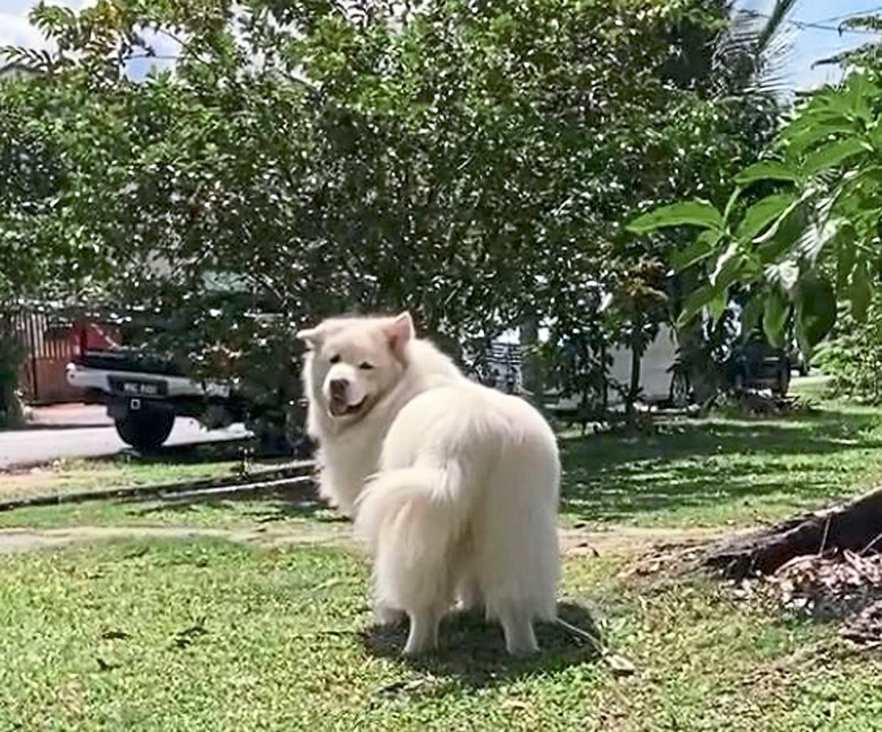 Dog Talk: These cats have different reactions when a 'wolf' comes to visit - Vimarsana News