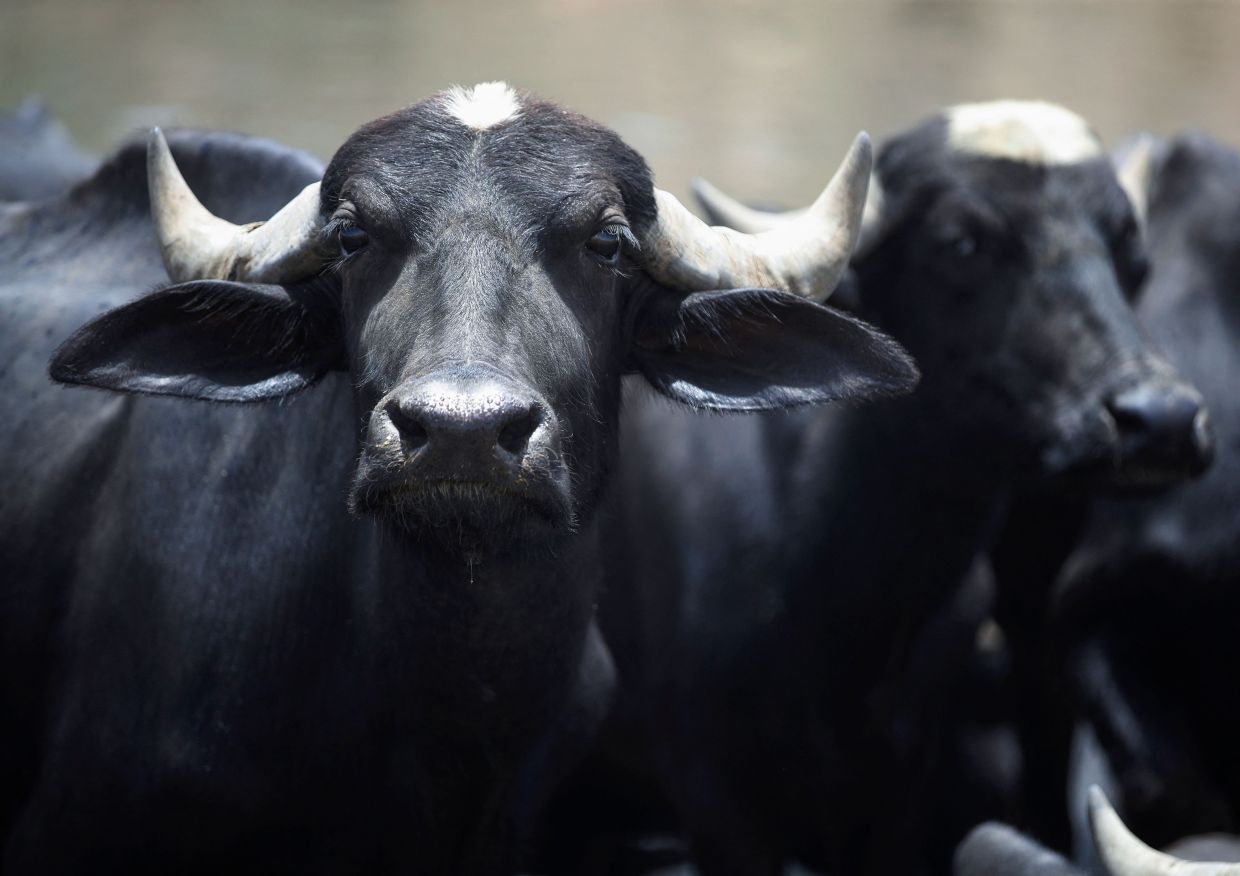 Stray buffaloes pose threats to road users, crops - Vimarsana News