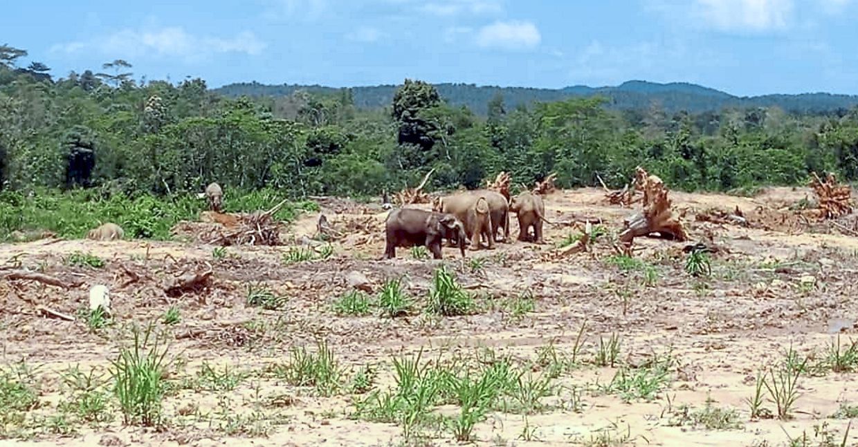 Environmentalists: Save the forests for the jumbos - Vimarsana News