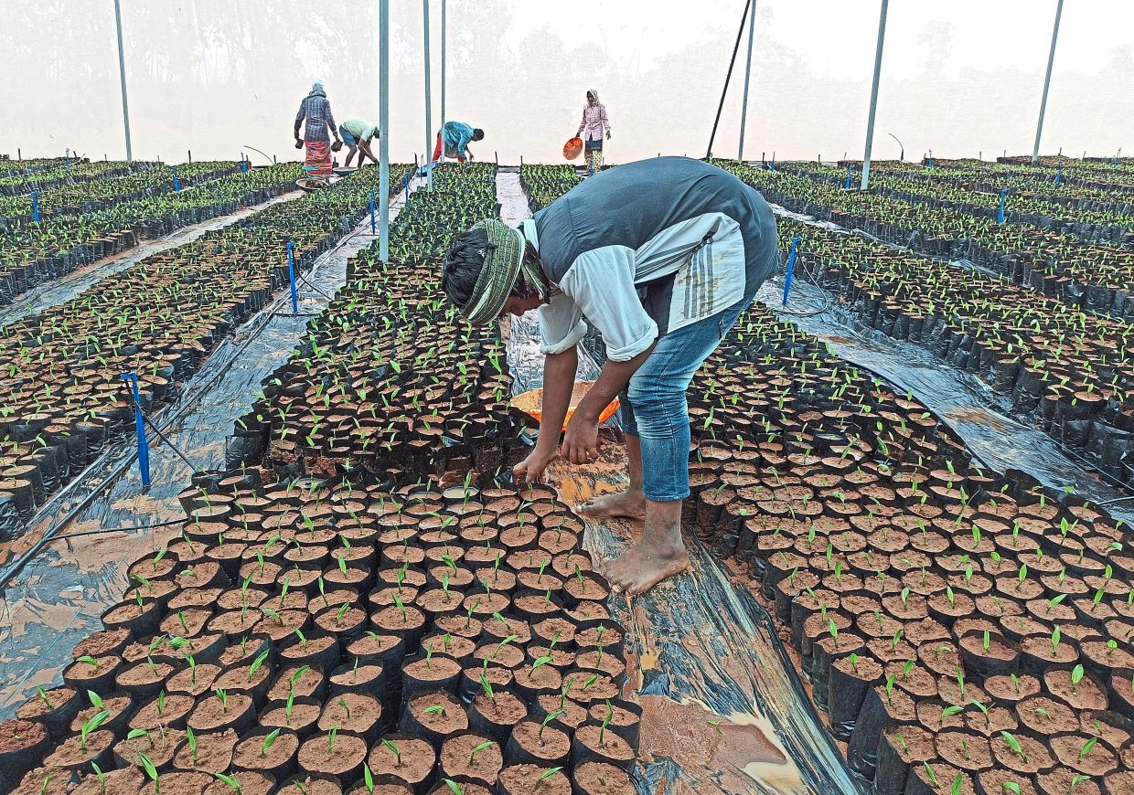 Insight - Indian state bets big on oil palm to cut US$19bil vegoil imports - Vimarsana News