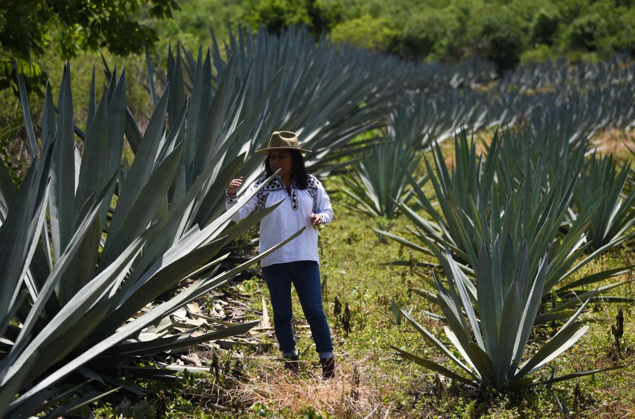 Sosima Olivera, who is member of a collective that runs the mezcal factory Tres Colibries (Three Hummingbirds), walks in a field of arroqueno agave (Agave americana var. oaxacensis) in Villa Sola de Vega, Oaxaca State, Mexico. – Photo: AFP