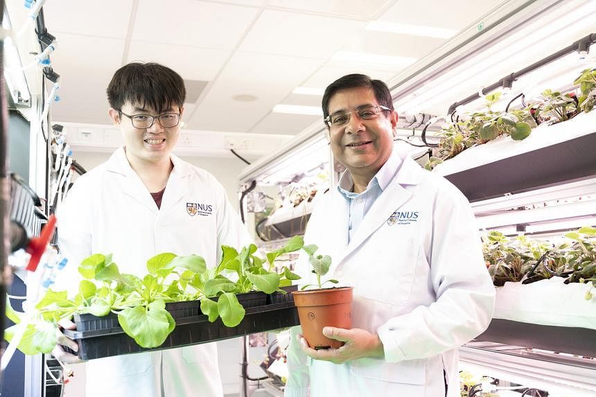 Singapore launches centre to solve urban farming challenges, boost food security - Vimarsana News