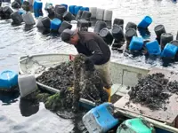 New mussel farm hopes to increase fishermen’s income, country’s supply