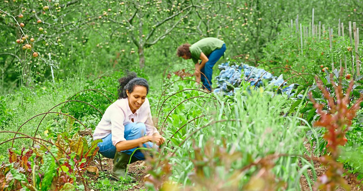 What is hugelkultur, or how to create a garden on a hill of plant waste - Vimarsana News