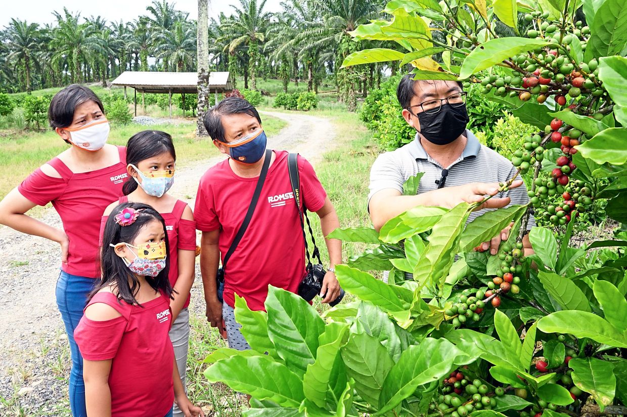 Liew explaining coffee tree cultivation to a family visiting his factory and farm in Simpang Renggam, Johor. — Photos: THOMAS YONG/The Star