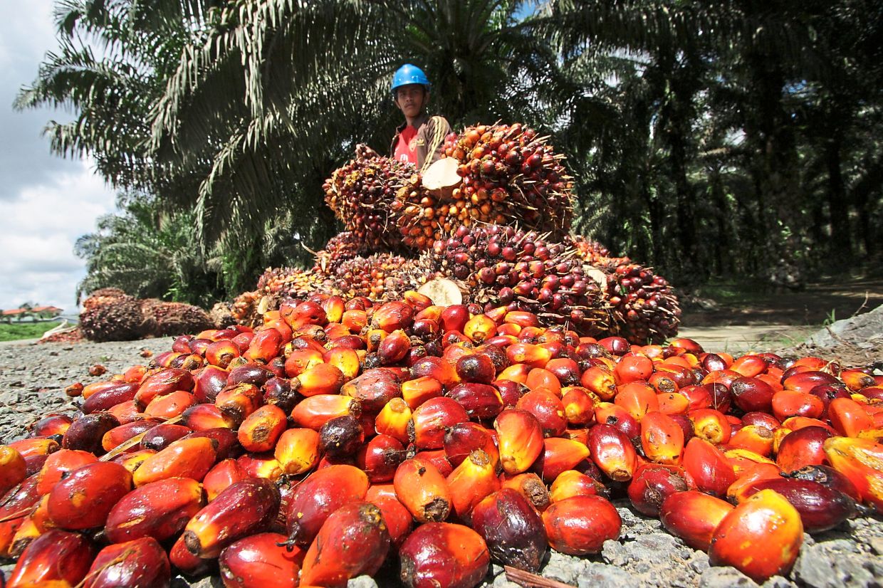 Humans are main culprits of wildlife extinction, not palm oil, says ministry - Vimarsana News