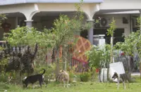 Don't be cruel – There are humane solutions to the stray animal overpopulation in Malaysia