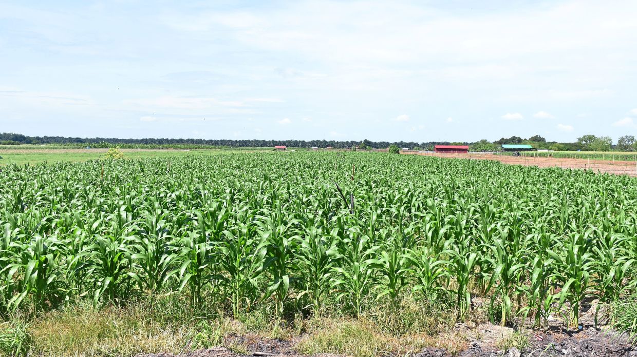 A corn field at the Agro Food Park in Titi Gantung. It contributes to Perak being the country’s largest producer of sweet corn for the past 10 years.