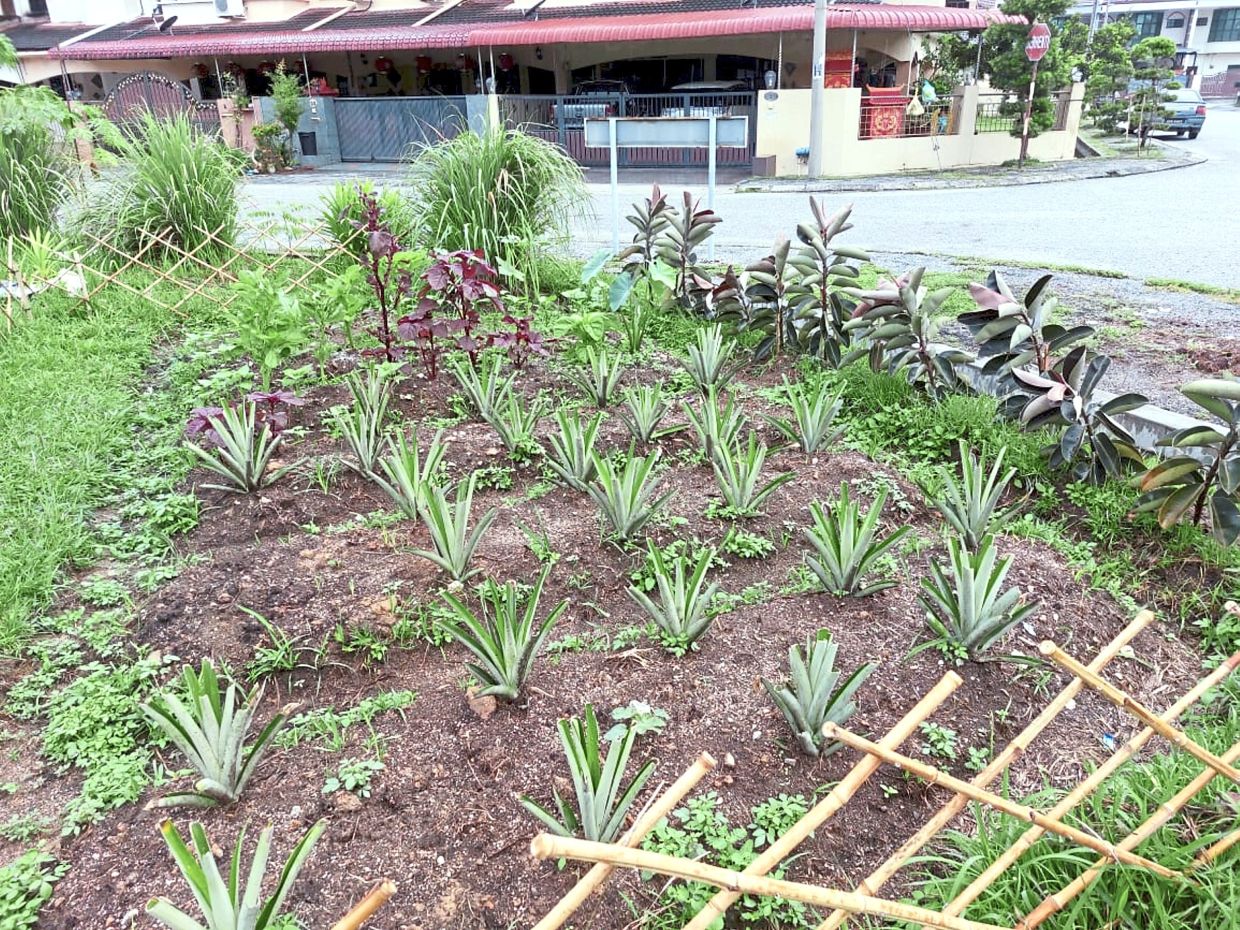 Pineapples growing at the Desa Tambun Indah community garden in Ipoh.