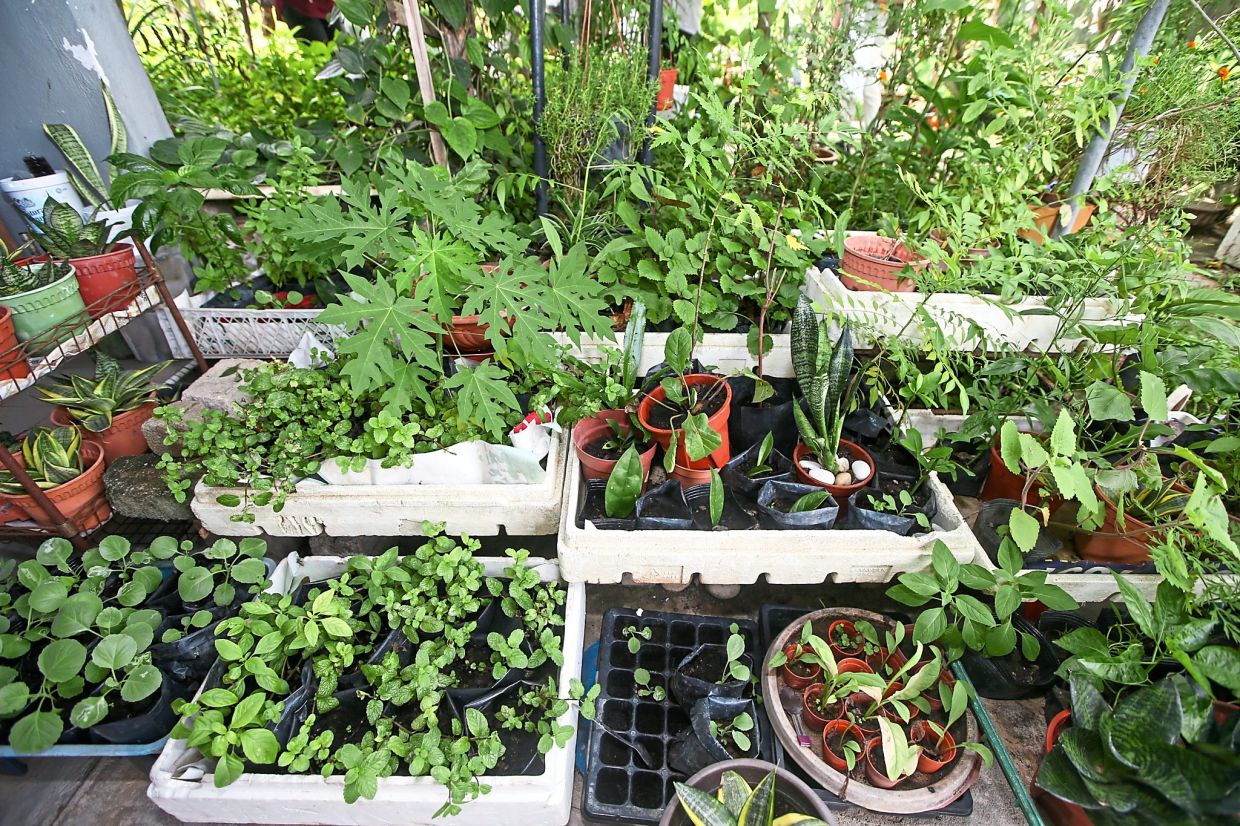 Chance to support organic farmers for Earth's sake - Vimarsana News