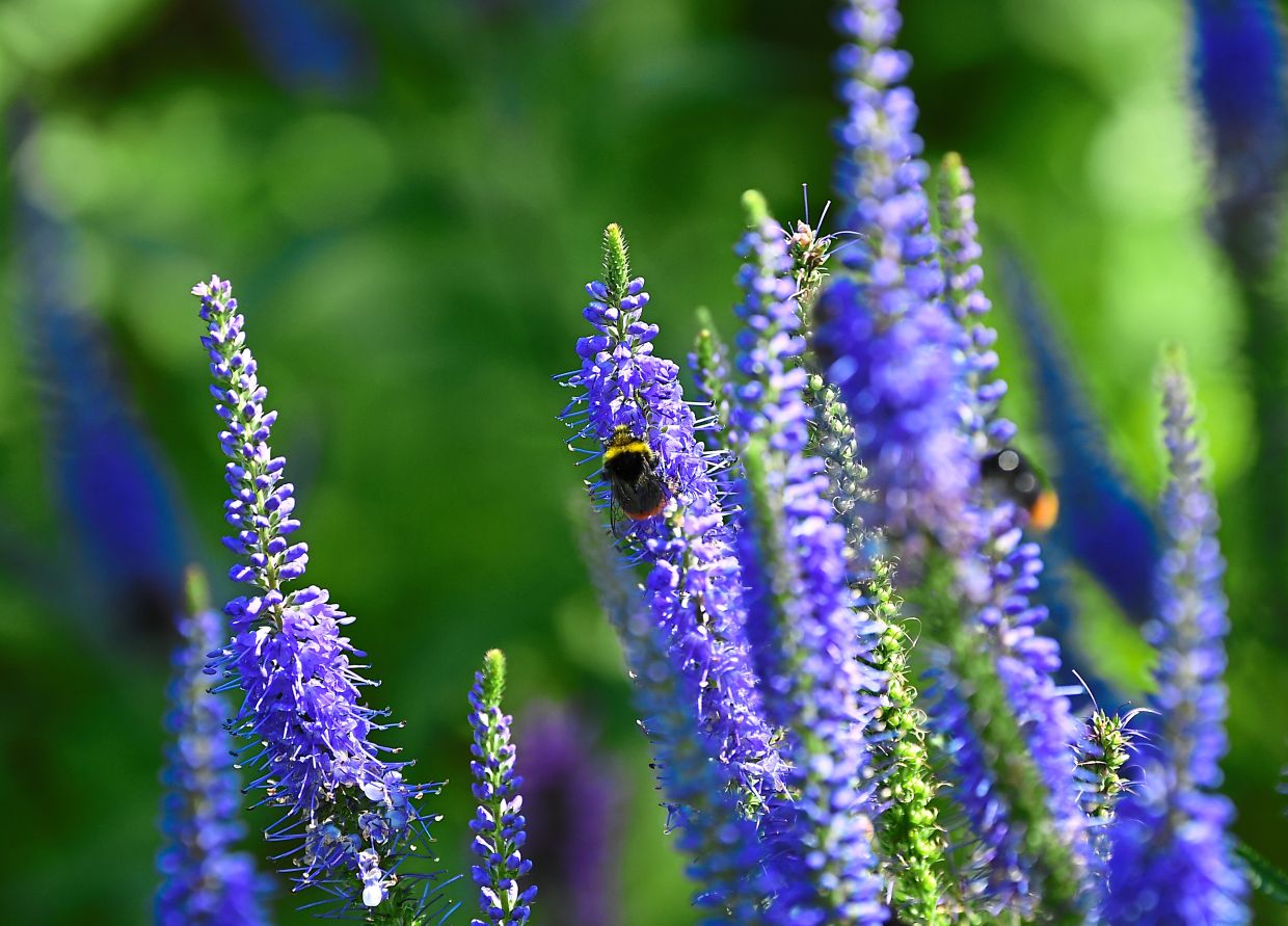 Wild perennials such as the woodland sage are often even easier to care for than garden centre varieties. Photo: Andrea Warnecke/dpa