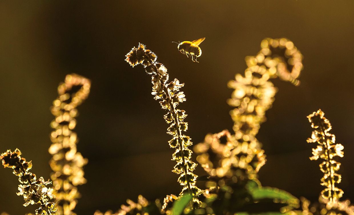 If you offer insects a home in your garden, you will get their help with the gardening. Photo: Ulrich Perrey/dpa