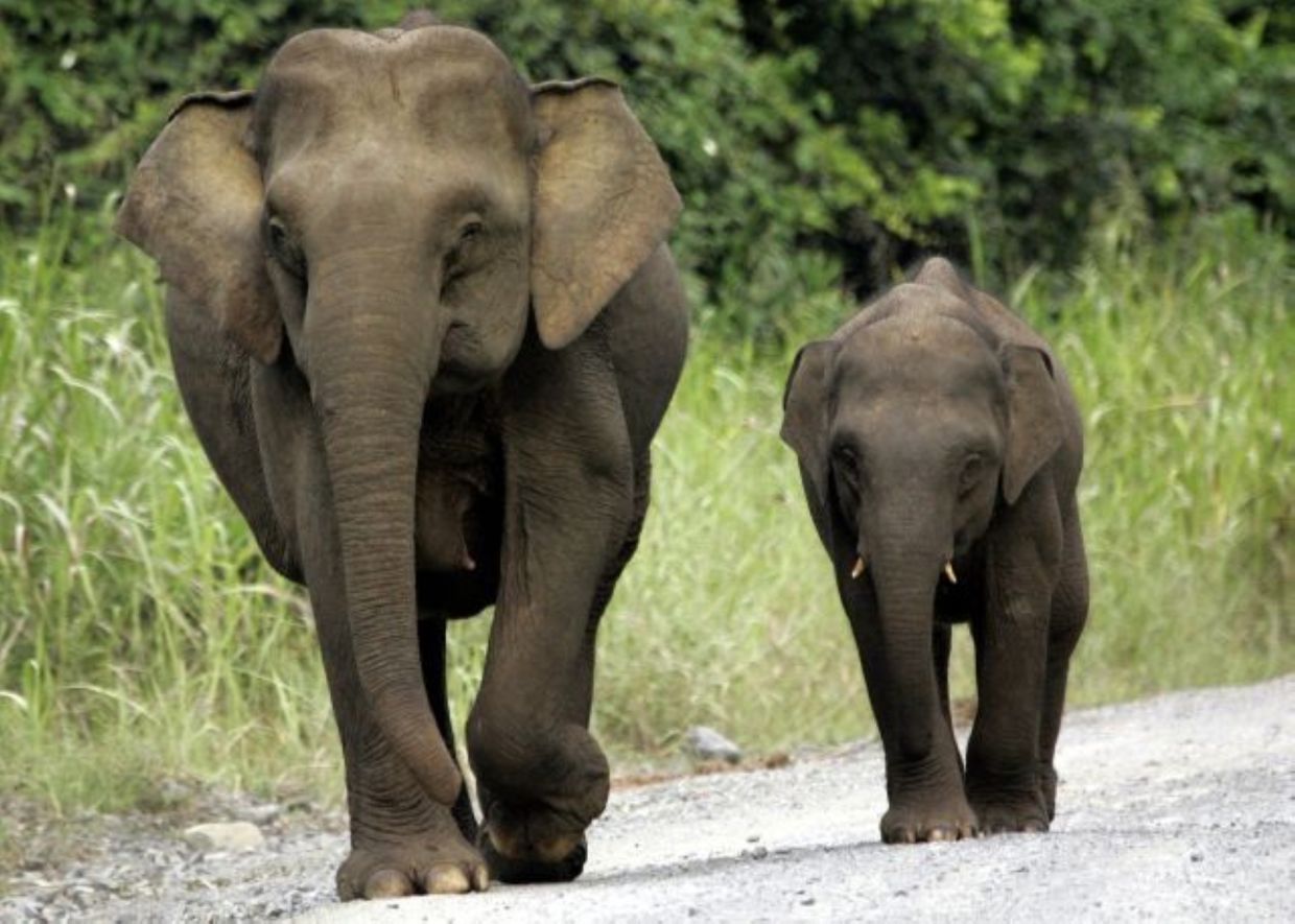 Wild elephants: Perak Perhilitan has received more than 40 complaints so far this year - Vimarsana News