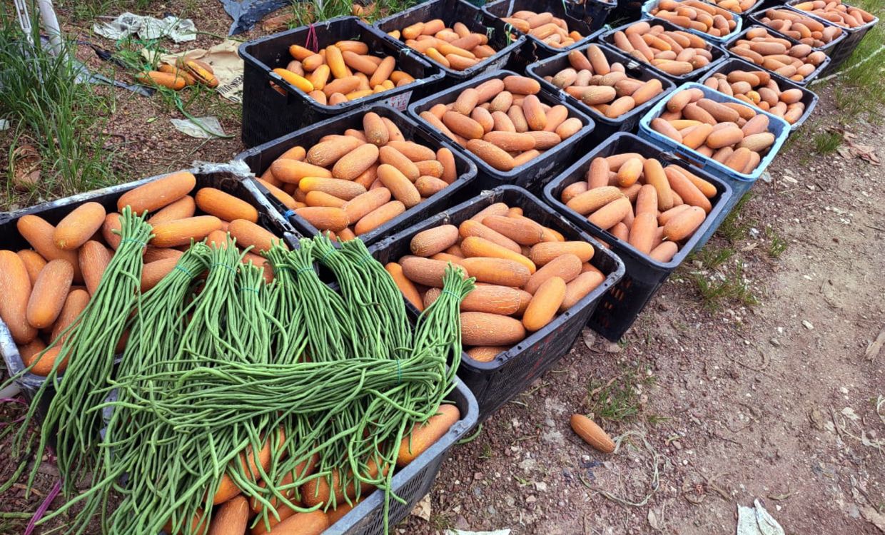 Perak Fama targets RM1mil in sales through direct-from-farm programme - Vimarsana News