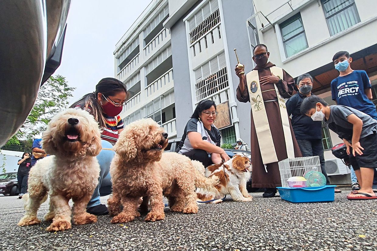 Holy cow, it's raining pets! - Vimarsana News
