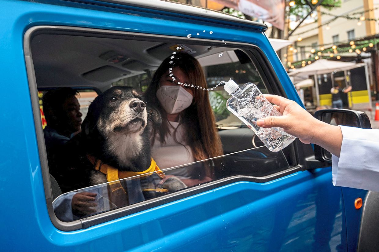 Pet weddings and special blessings - Vimarsana News