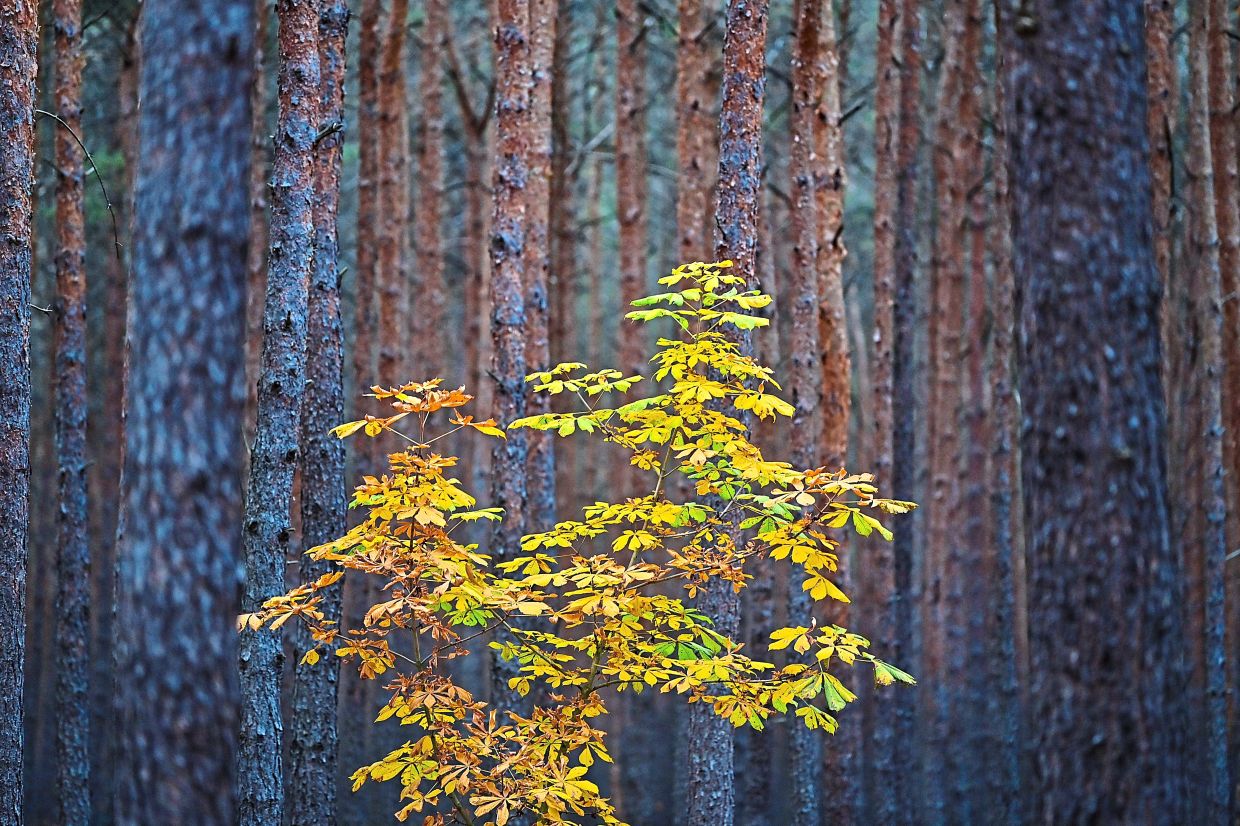 Energy crisis forces folks to return to wood fuel The Star