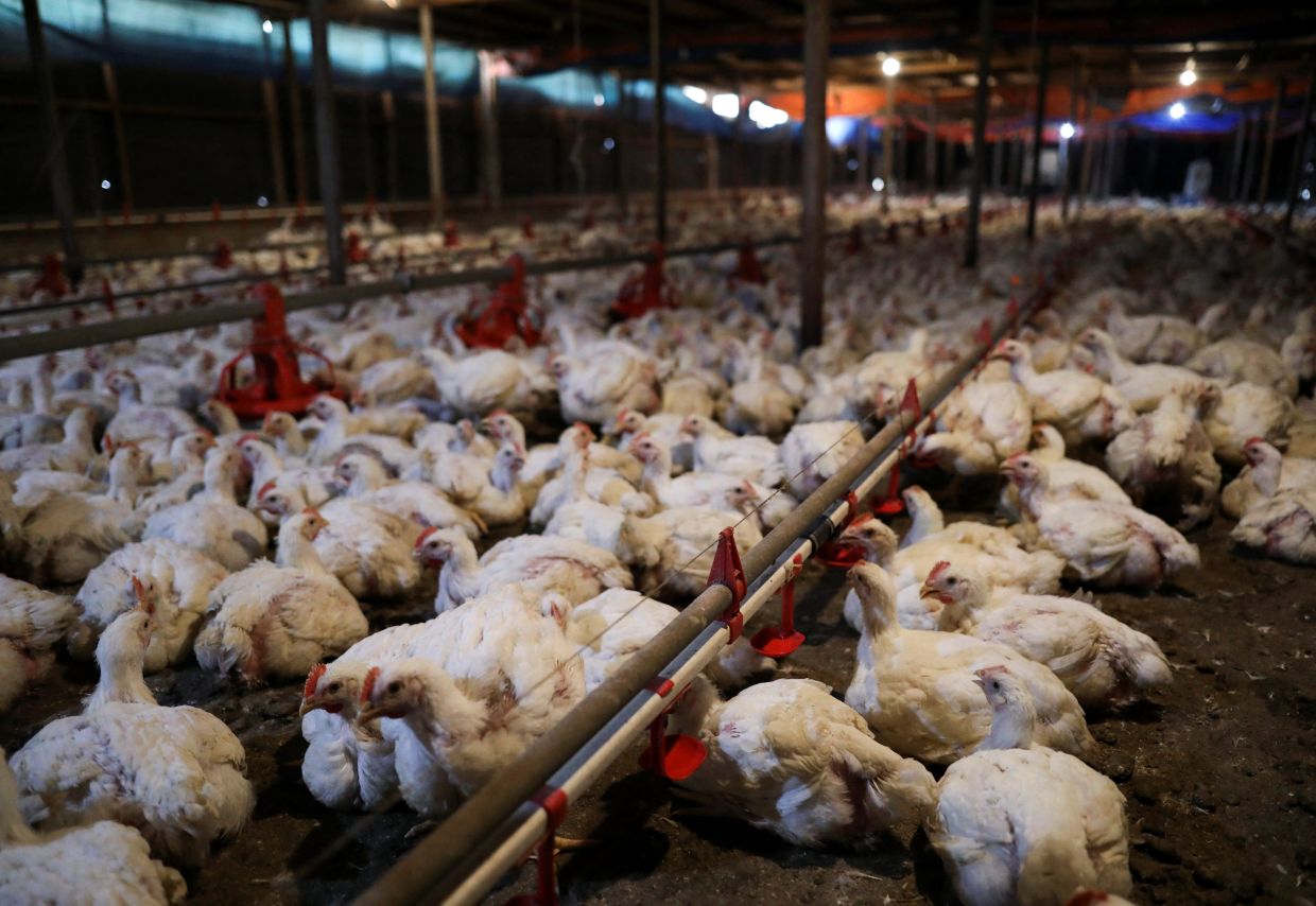 Rushing to get chickens across - Vimarsana News